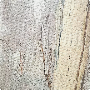 Beech wood texture